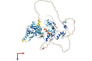 Myoneurin Protein (MYNN) (AA 1-610) (His tag)