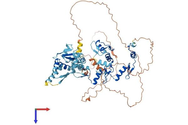 Myoneurin Protein (MYNN) (AA 1-610) (His tag)