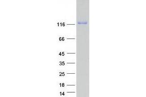 Validation with Western Blot (Lrig1 Protein (Myc-DYKDDDDK Tag))