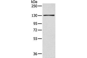 Western blot analysis of 293T cell using SMARCA1 Polyclonal Antibody at dilution of 1:450 (SMARCA1 Antikörper)