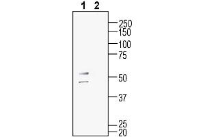 Western blot analysis of mouse  microglia cell line lysate:1.