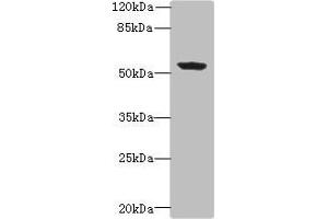 Western blot All lanes: PLEKHA8 antibody at 0. (PLEKHA8 Antikörper  (AA 1-300))