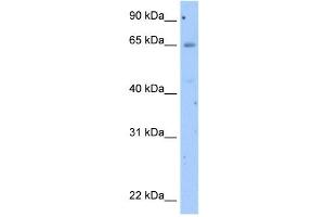 Occludin antibody used at 2. (Occludin Antikörper  (N-Term))