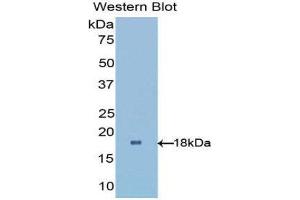 Western Blotting (WB) image for anti-Retinol Binding Protein 1, Cellular (RBP1) (AA 2-135) antibody (ABIN1078473)