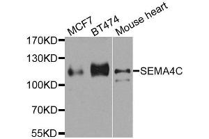 Western blot analysis of extracts of various cell lines, using SEMA4C antibody. (SEMA4C Antikörper  (AA 749-833))