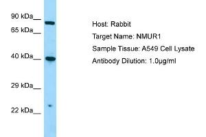 Host: RabbitTarget Name: NMUR1Antibody Dilution: 1.