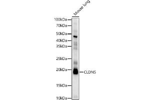 Western blot analysis of extracts of Mouse lung, using CLDN5 antibody (ABIN6127705, ABIN6138692, ABIN6138693 and ABIN6214365) at 1:2173 dilution. (Claudin 5 Antikörper  (AA 230-303))