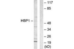 Western blot analysis of extracts from COS7 cells, using HBP1 Antibody. (HBP1 Antikörper  (AA 431-480))