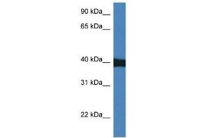 Western Blot showing Mapk9 antibody used at a concentration of 1. (JNK2 Antikörper  (N-Term))