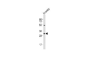 Anti-NBPF12 Antibody (Center)at 1:2000 dilution + human ovary lysates Lysates/proteins at 20 μg per lane. (NBPF12 Antikörper  (AA 148-181))