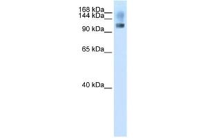 WB Suggested Anti-SFRS8 Antibody Titration:  2. (SFRS8 Antikörper  (N-Term))
