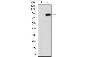 Western Blotting (WB) image for anti-5'-Nucleotidase, Ecto (CD73) (NT5E) (AA 30-250) antibody (ABIN1724945)