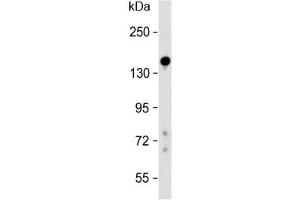 Western blot testing of human liver lysate with Lubricin antibody at 1:500. (Proteoglycan 4 Antikörper  (AA 176-210))