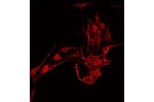 ABIN6278239 staining HepG2 by IF/ICC. (TSPO Antikörper  (C-Term))