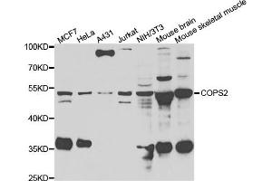 Western blot analysis of extracts of various cell lines, using COPS2 antibody (ABIN5974233) at 1/1000 dilution. (COPS2 Antikörper)