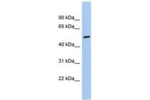 Image no. 1 for anti-Naked Cuticle Homolog 1 (NKD1) (C-Term) antibody (ABIN6744706)