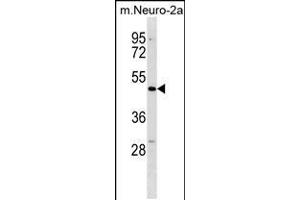 Western blot analysis in mouse Neuro-2a cell line lysates (35ug/lane). (DCDC2 Antikörper  (C-Term))