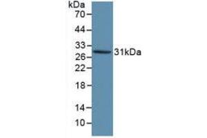 Western blot analysis of recombinant Human KLK1. (Kallikrein 1 Antikörper  (AA 25-261))