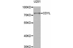 Western Blotting (WB) image for anti-Chromodomain Protein, Y-Like (CDYL) antibody (ABIN1882384)