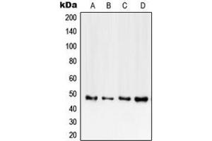 Western blot analysis of CD120b expression in HEK293T (A), mouse heart (B), rat heart (C), PC12 (D) whole cell lysates. (TNFRSF1B Antikörper  (C-Term))