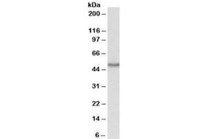 Western blot testing of HepG2 lysate with OAS1 antibody at 1ug/ml. (OAS1 Antikörper)