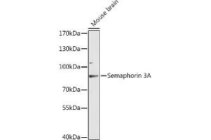 Western blot analysis of extracts of mouse brain, using Semaphorin 3A antibody (ABIN6134919, ABIN6147507, ABIN6147509 and ABIN6216796) at 1:3000 dilution. (SEMA3A Antikörper  (AA 300-400))