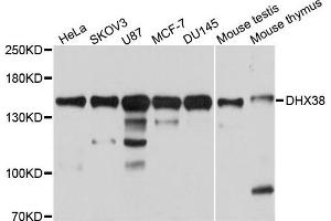 Western blot analysis of extracts of various cells, using DHX38 antibody. (DHX38 Antikörper)