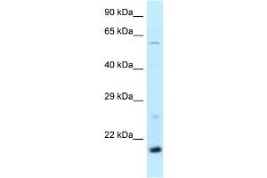WB Suggested Anti-Dr1 Antibody Titration: 1. (DR1 Antikörper  (Middle Region))