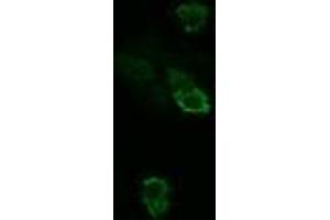 Image no. 2 for anti-TSC22 Domain Family, Member 3 (TSC22D3) antibody (ABIN1498455) (TSC22D3 Antikörper)