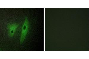 Peptide - +Western blot analysis of extracts from COS-7 cells, using DUS19 antibody. (DUSP19 Antikörper)