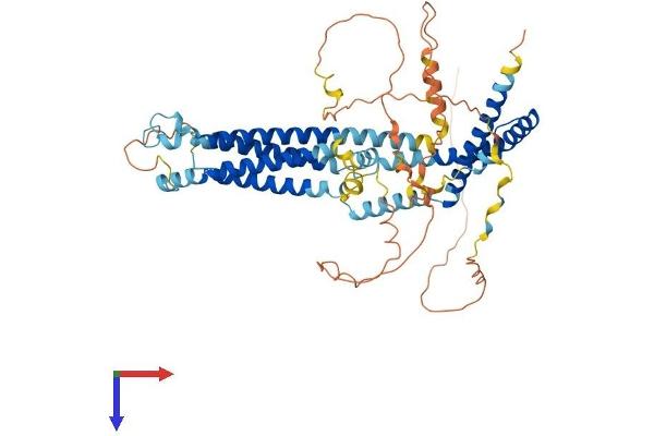 Tricellulin Protein (MARVELD2) (AA 1-555) (His tag)