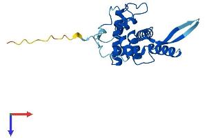RPS5 Protein (AA 1-204) (His tag)