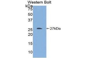 Western Blotting (WB) image for anti-Transforming Growth Factor beta 1 Induced Transcript 1 (TGFB1I1) (AA 256-461) antibody (ABIN1860728)