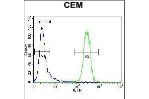Flow cytometric analysis of CEM cells (right histogram) compared to a negative control cell (left histogram). (POLG Antikörper  (C-Term))
