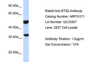 WB Suggested Anti-ETS2 Antibody   Titration: 1. (ETS2 Antikörper  (Middle Region))