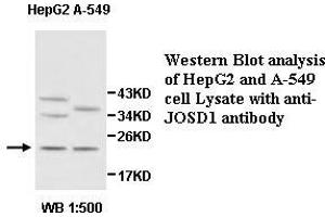 Image no. 1 for anti-Josephin Domain Containing 1 (JOSD1) antibody (ABIN1577406) (JOSD1 Antikörper)