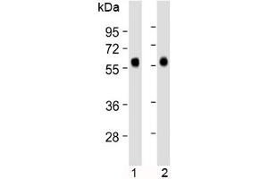 Western Blotting (WB) image for anti-CD14 (CD14) (AA 54-83) antibody (ABIN3030356)