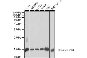 Western blot analysis of extracts of various cell lines, using Histone H2AX antibody (ABIN7267725) at 1:1000 dilution.
