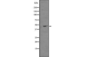 Western blot analysis of NPY4R expression in K562 cell line lysates ,The lane on the left is treated with the antigen-specific peptide. (NPY4R Antikörper  (N-Term))