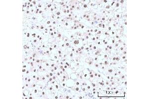 IHC analysis of Nesprin3/SYNE3 using anti-Nesprin3/SYNE3 antibody (ABIN7601328). (Nesprin3 Antikörper  (AA 322-495))