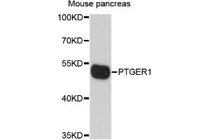 Western blot analysis of extracts of mouse pancreas, using PTGER1 antibody.