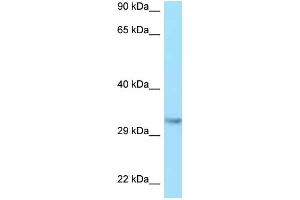 WB Suggested Anti-IGF2 Antibody Titration: 1. (IGF2 Antikörper  (C-Term))