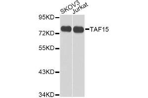 Western blot analysis of extracts of various cell lines, using TAF15 antibody. (TAF15 Antikörper  (AA 1-280))