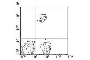 Image no. 1 for anti-CD8 (CD8) antibody (Biotin) (ABIN135498) (CD8 Antikörper  (Biotin))