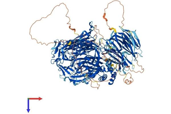 CPSF1 Protein (AA 1-1441) (His tag)