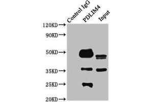 Immunoprecipitating PDLIM4 in K562 whole cell lysate Lane 1: Rabbit control IgG instead of ABIN7162726 in K562 whole cell lysate. (PDLIM4 Antikörper  (AA 81-243))