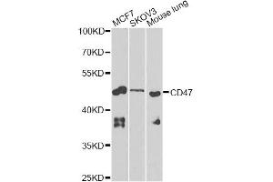 Western blot analysis of extracts of various cell lines, using CD47 Antibody (ABIN5970938) at 1/1000 dilution. (CD47 Antikörper)