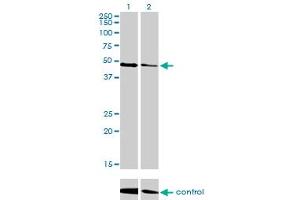 Western blot analysis of TP53 over-expressed 293 cell line, cotransfected with TP53 Validated Chimera RNAi (Lane 2) or non-transfected control (Lane 1). (p53 Antikörper  (AA 94-201))