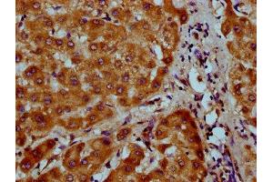 IHC image of ABIN7160724 diluted at 1:200 and staining in paraffin-embedded human liver tissue performed on a Leica BondTM system. (NAAA Antikörper  (AA 29-199))