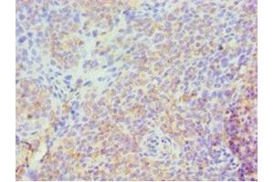 Immunohistochemistry of paraffin-embedded human tonsil tissue using ABIN7158299 at dilution of 1:100 (CD43 Antikörper  (AA 276-400))